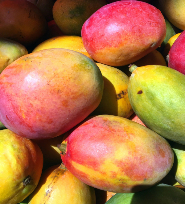 Image of bunch of mangoes.